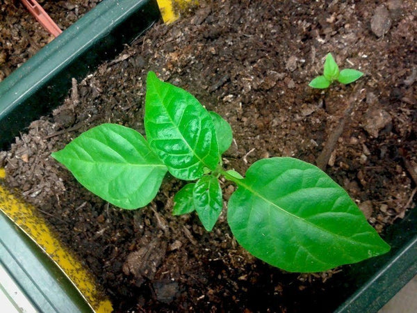Burkina Yellow Pepper 15 Seeds Hot Chili African strain of Scotch Bonnet RARE