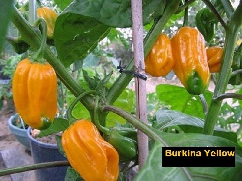 Burkina Yellow Pepper 15 Seeds Hot Chili African strain of Scotch Bonnet RARE
