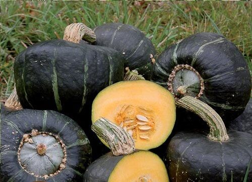 Buttercup Burgess Winter Squash 10 Seeds Treated Heirloom 3-4 lbs! Sweet Flesh