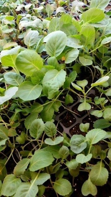 CALABRESE Broccoli 500 - 4000 SEEDS Green sprouting Heirloom Delicious Non-GMO Brassica