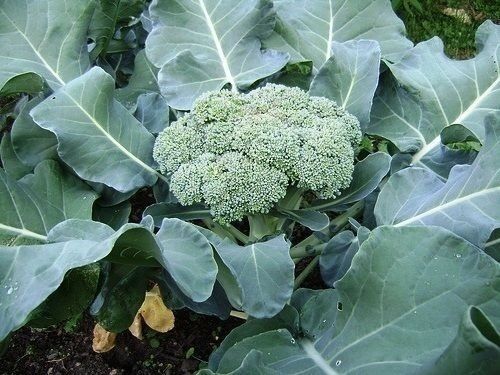 CALABRESE Broccoli 500 - 4000 SEEDS Green sprouting Heirloom Delicious Non-GMO Brassica
