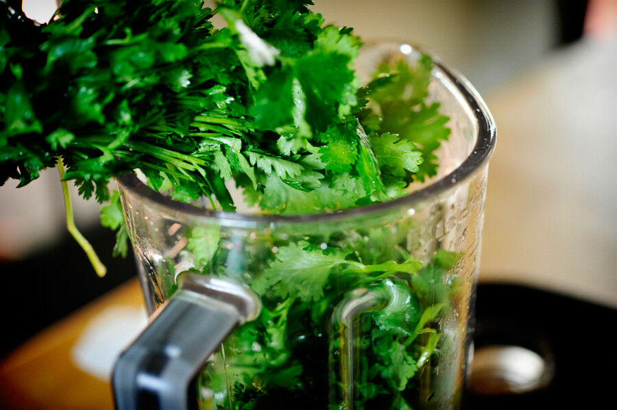 CILANTRO Coriander Seeds Microgreens Leisure Chinese Parsley Bulk Herbs Healthy