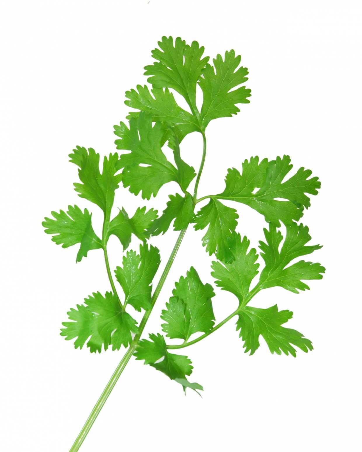 CILANTRO Coriander Seeds Microgreens Leisure Chinese Parsley Bulk Herbs Healthy