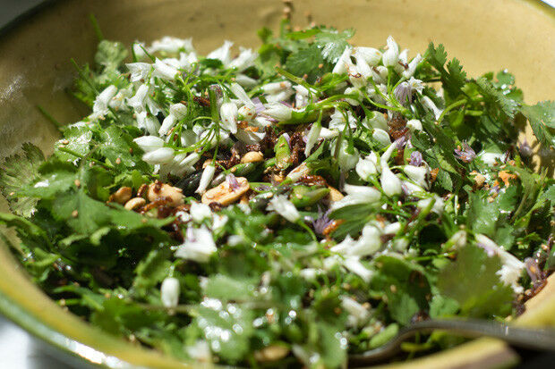 CILANTRO Coriander Seeds Microgreens Leisure Chinese Parsley Bulk Herbs Healthy