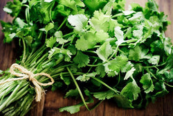 CILANTRO Coriander Seeds Microgreens Leisure Chinese Parsley Bulk Herbs Healthy