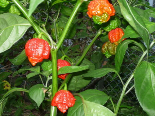COMBO Carolina Reaper Naga Viper Red Ghost Moruga Red Scotch Bonnet 10 Seeds HOT