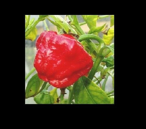 COMBO Carolina Reaper Naga Viper Red Ghost Moruga Red Scotch Bonnet 10 Seeds HOT