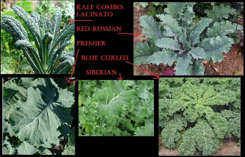 COMBO KALE 100 Seeds each Lacinato Red Russian Blue curled Vates Siberian Premier