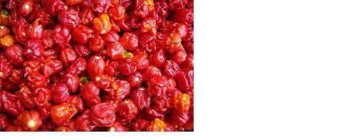 COMBO PACK: 20 Seeds Trinidads BUTCH T RED & YELLOW, MORUGA SCORPION Hot PEPPER