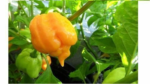 COMBO PACK: 20 Seeds Trinidads BUTCH T RED & YELLOW, MORUGA SCORPION Hot PEPPER