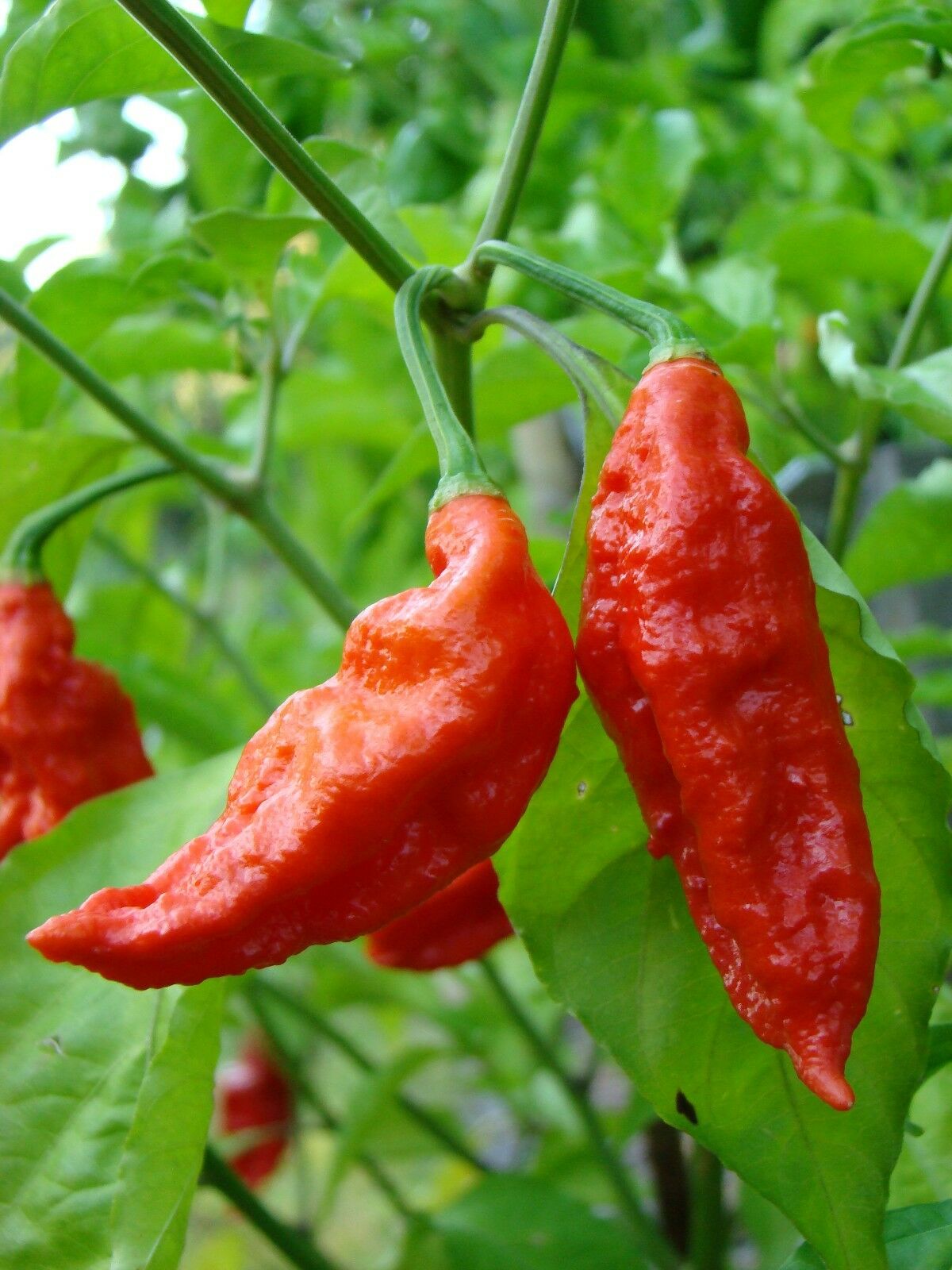 COMBO PACK Ghost pepper Carolina Reaper Trinidad Moruga Scorpion Hot chili seeds