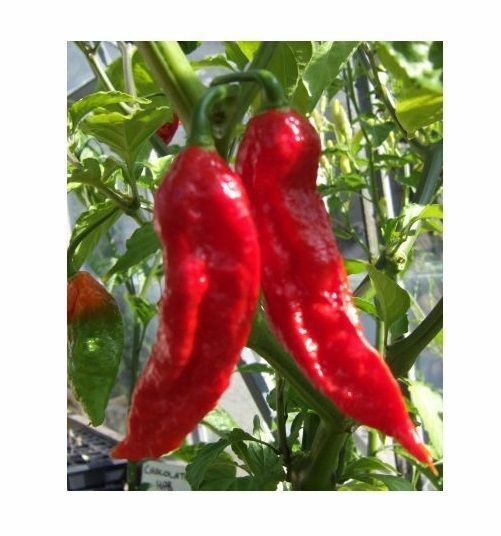 COMBO PACK Ghost pepper Carolina Reaper Trinidad Scorpion Butch T chili seeds