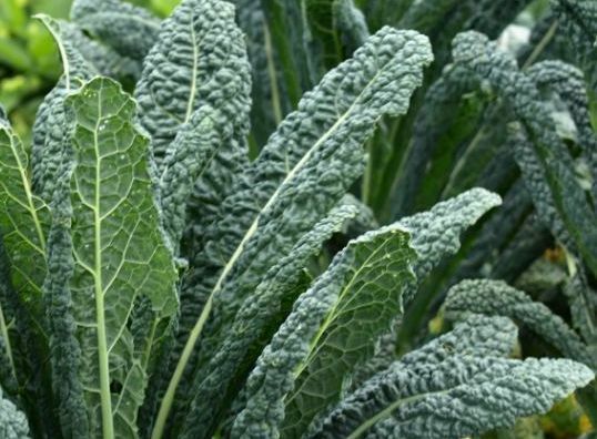COMBO PACK KALE 50 Seeds each Lacinato, Red Russian, Blue curled Vates, Siberian
