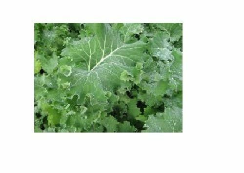 COMBO PACK KALE 50 Seeds each Lacinato, Red Russian, Blue curled Vates, Siberian