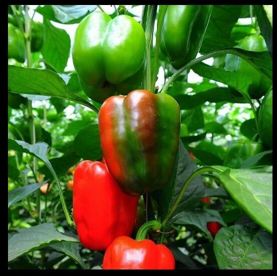 California Wonder Bell pepper 20 - 18,400 Seeds Red Green Heirloom Large Sweet