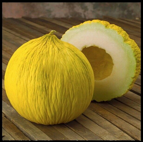 Casaba 10 - 200 Seeds Golden Beauty Melon Heirloom Large Beautiful Non GMO Bulk