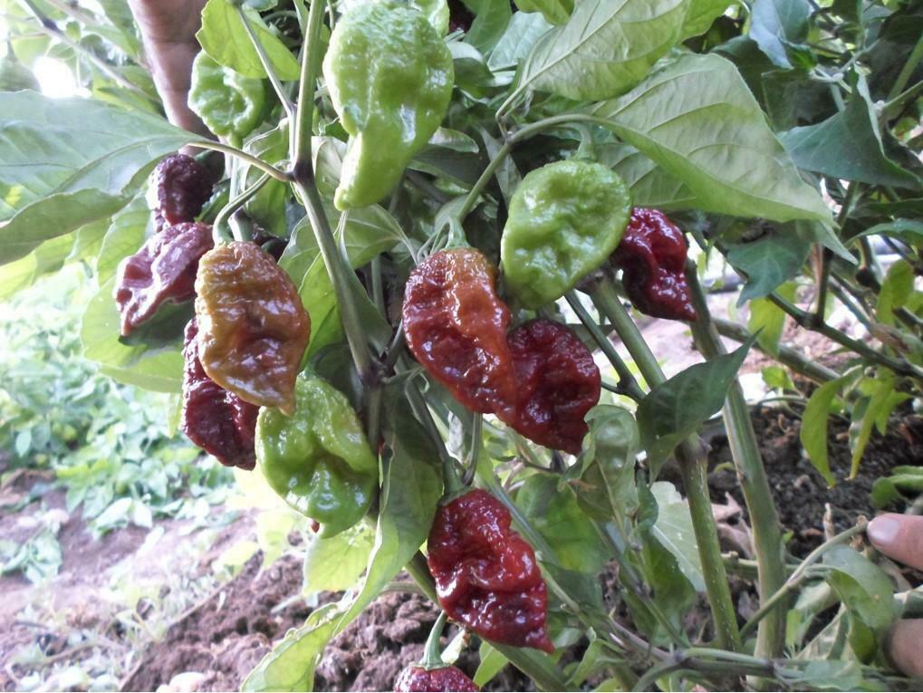 Chocolate Drop Hot Pepper 15 Seeds Brain Strain x Chocolate Ghost pepper Rare!