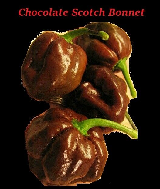 Chocolate Scotch Bonnet 20 Seeds Jamaican Hot Pepper Heirloom Rare