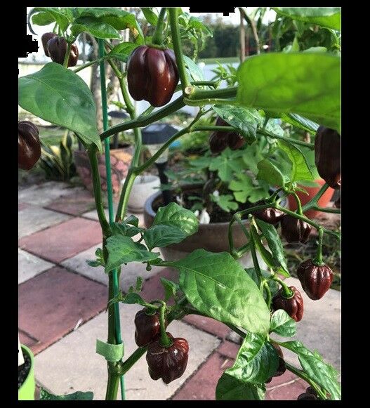 Chocolate Scotch Bonnet 20 Seeds Jamaican Hot Pepper Heirloom Rare