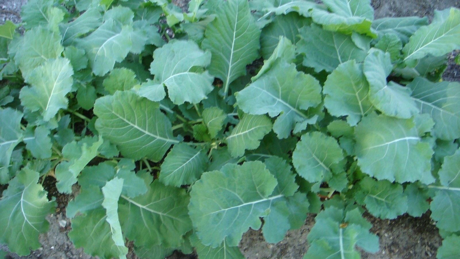 Collards Georgia Southern Greens 300 - 128,000 Seeds Heirloom Healthy Delicious