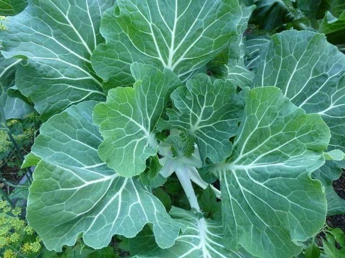 Collards Georgia Southern Greens 300 - 128,000 Seeds Heirloom Healthy Delicious