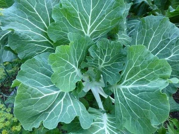 Collards Georgia Southern Greens 300 - 2000 Seeds Heirloom Healthy Delicious