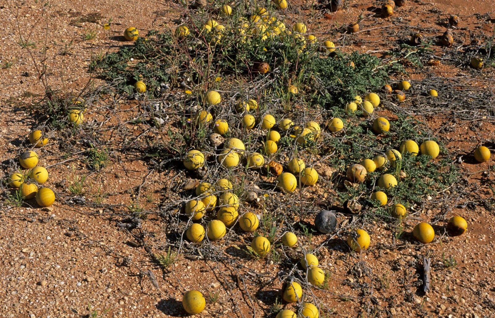 Colocynth Bitter Apple 15- 300 SEEDS Citrullus Bitter Cucumber Vine of Sodom Oil