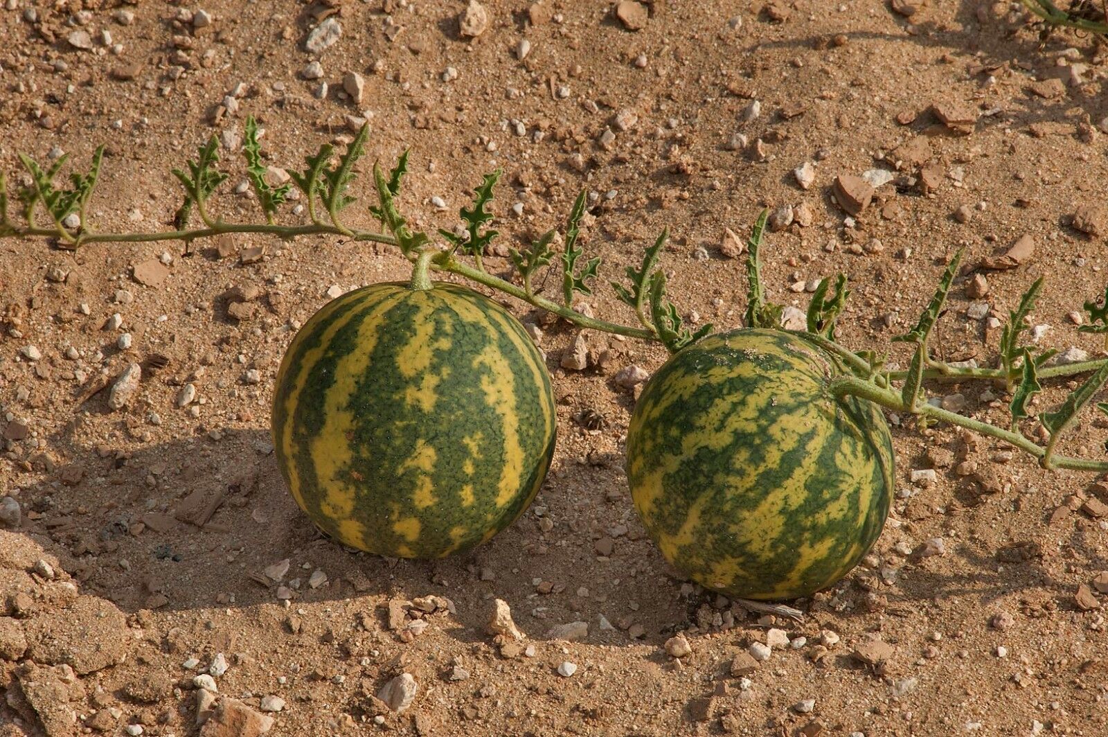 Colocynth Bitter Apple 15- 300 SEEDS Citrullus Bitter Cucumber Vine of Sodom Oil
