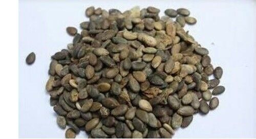 Colocynth Bitter Apple 15- 300 SEEDS Citrullus Bitter Cucumber Vine of Sodom Oil