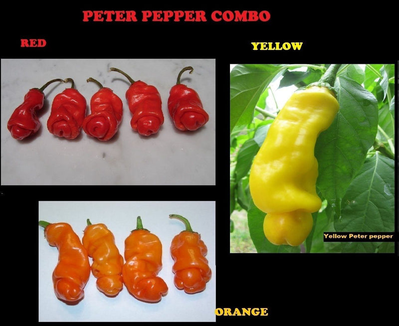 Combo 10 seeds Each Peter Pepper RED YELLOW ORANGE Hot XXX RARE hilarious gift!