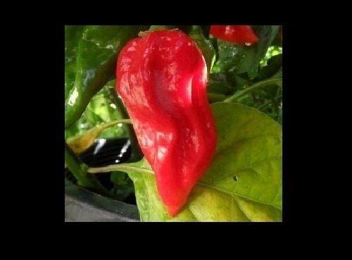 Combo 3 Fataliis-15 Seeds Each: RED + CHOCOLATE + ORANGE/YELLOW HOT Chili pepper