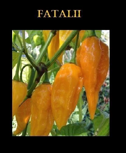 Combo 3 Fataliis-15 Seeds Each: RED + CHOCOLATE + ORANGE/YELLOW HOT Chili pepper