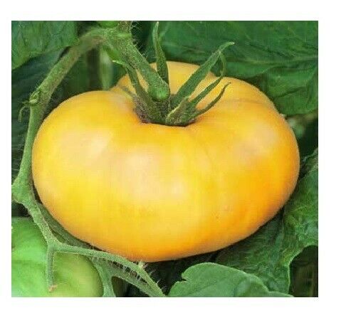 Combo Brandywine YELLOW RED BLACK PINK Tomato 30 SEEDS Rare Beefsteak Slicing