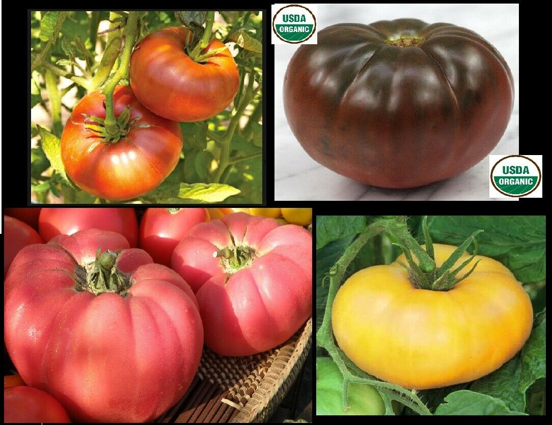 Combo Brandywine YELLOW RED BLACK PINK Tomato 30 SEEDS Rare Beefsteak Slicing