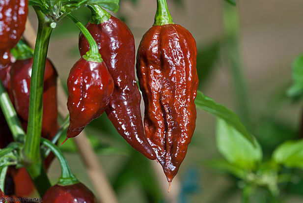 Combo Pack 25 Red Ghost pepper Bhut Jolokia 15 YELLOW & 15 CHOCOLATE Fresh Seeds