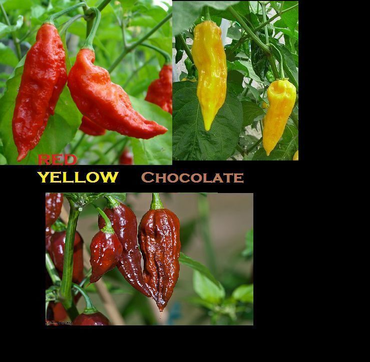 Combo Pack 25 Red Ghost pepper Bhut Jolokia 15 YELLOW & 15 CHOCOLATE Fresh Seeds