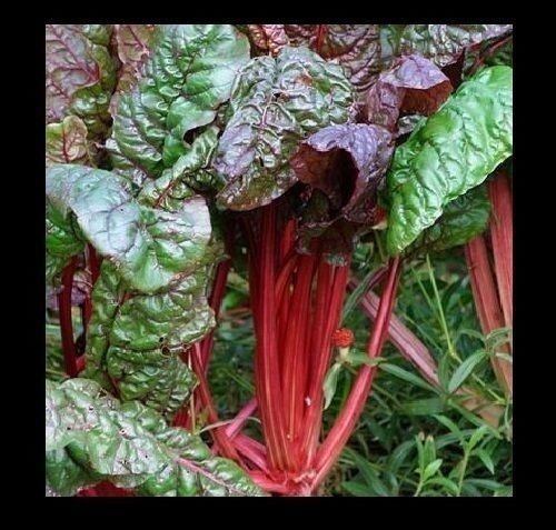 Combo RHUBARB Victoria, SWISS CHARD Ruby Red, SPINACH Bloomsdale 25-30 seeds Pie