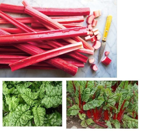 Combo RHUBARB Victoria, SWISS CHARD Ruby Red, SPINACH Bloomsdale 25-30 seeds Pie