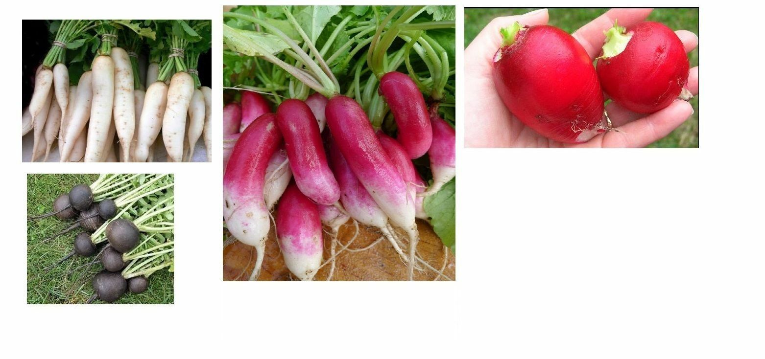 Combo Radish Seeds French Breakfast, Spanish Round, White Icicle, German Giant