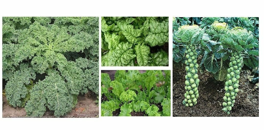 Combo: Vates Kale, Spinach, Brussel Sprouts, Mustard seeds One stop shop greens