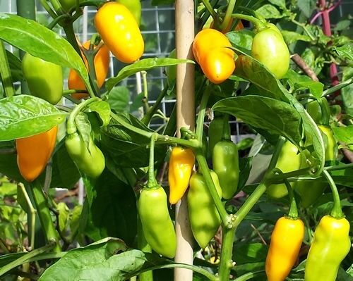 Datil Yellow 15 Seeds SuperHot chili pepper aromatic Heirloom extreme Rare Sauce