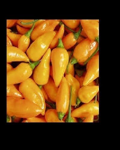 Datil Yellow 15 Seeds SuperHot chili pepper aromatic Heirloom extreme Rare Sauce