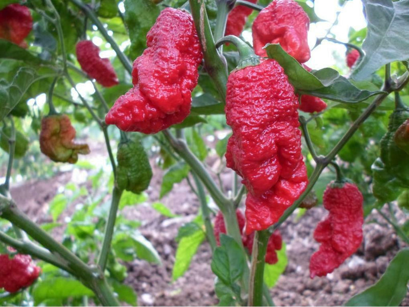 Devils Blood Drop 15 Seeds Super Hot Pepper Prolific plant High Capsaicin Rare!