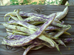 Dragon's Tongue 10 Beans Wax Bush Heirloom Large Cream Purple pods Non GMO