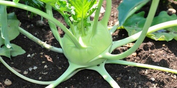 Early White Vienna Kohlrabi 300 - 2 Lbs SEEDS Creamy Tender Microgreens Heirloom