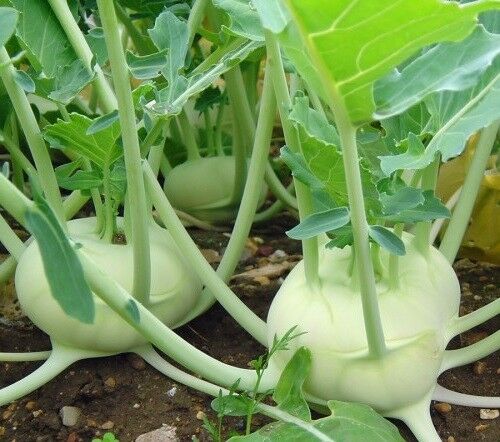 Early White Vienna Kohlrabi 300 - 2 Lbs SEEDS Creamy Tender Microgreens Heirloom