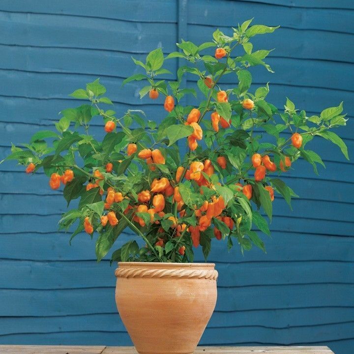 FATALII HOT PEPPER 15 SEEDS Heirloom Non-Gmo 95%+ Germination Capsicum Chinese