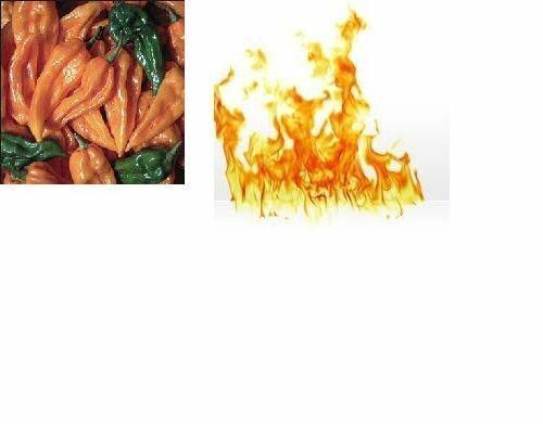 FATALII HOT PEPPER 15 SEEDS Heirloom Non-Gmo 95%+ Germination Capsicum Chinese