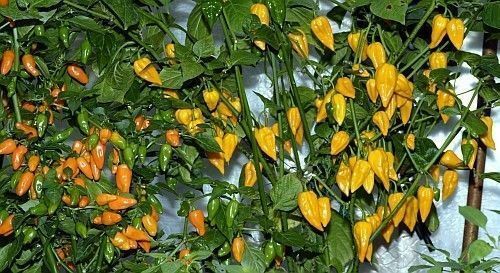 FATALII HOT PEPPER 15 SEEDS Heirloom Non-Gmo 95%+ Germination Capsicum Chinese