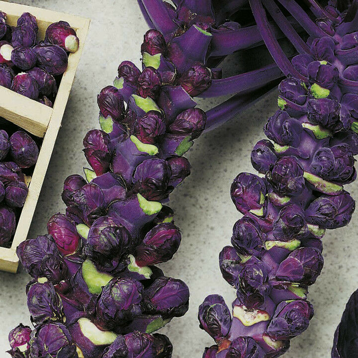 Falstaf Red Brussels Sprouts 50 - 400 Seeds Rare Bulk Heirloom Ornamental Garden
